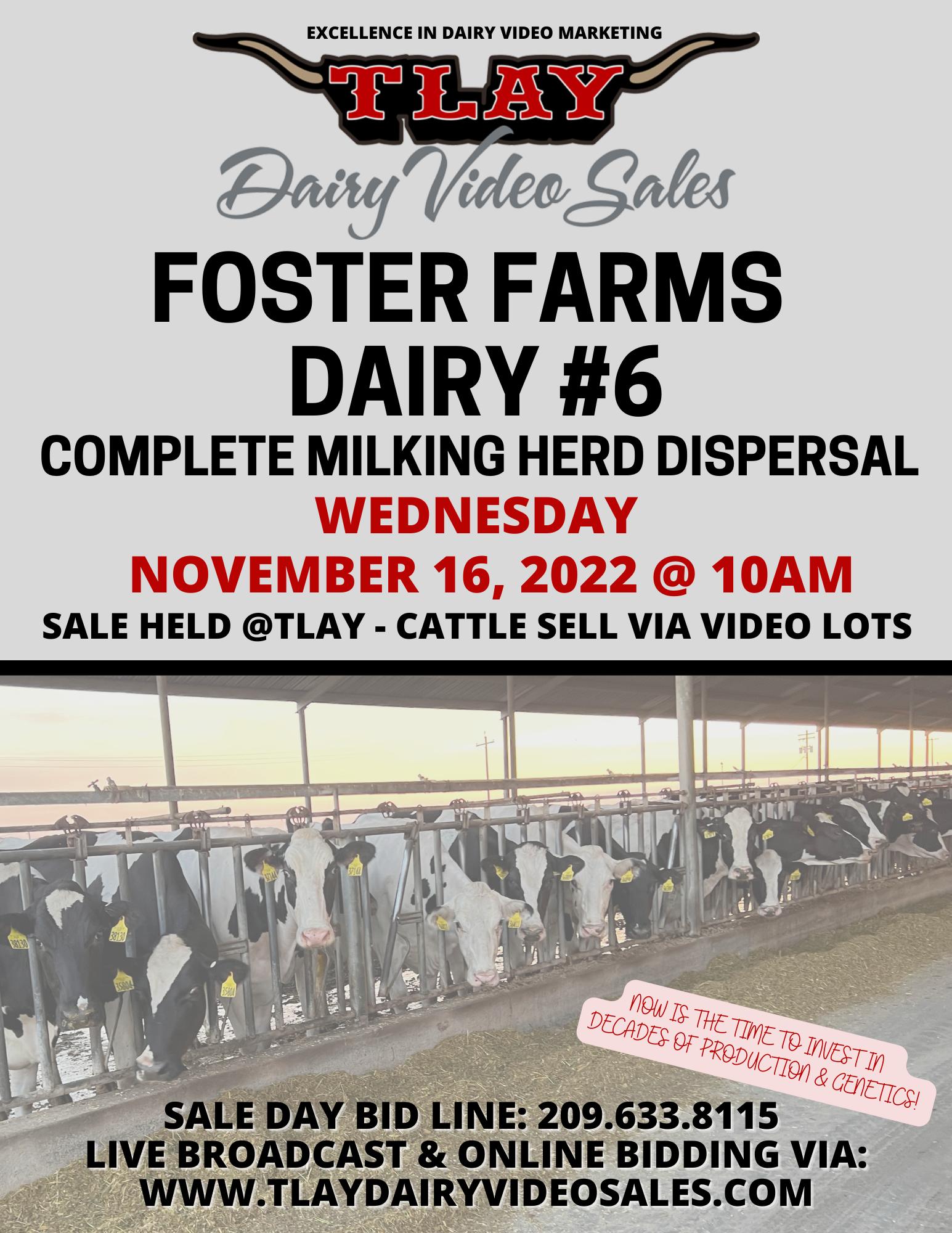 FOSTER FARMS DAIRY 6 DISPERSAL by TURLOCK LIVESTOCK AUCTION YARD Issuu