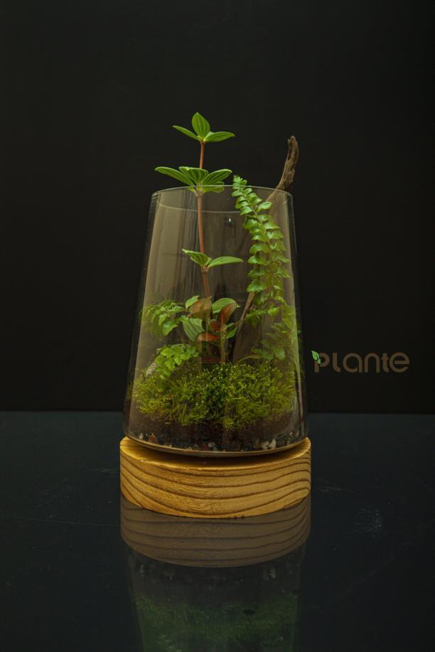 How to make a cheap terrarium by Plante UAE Issuu