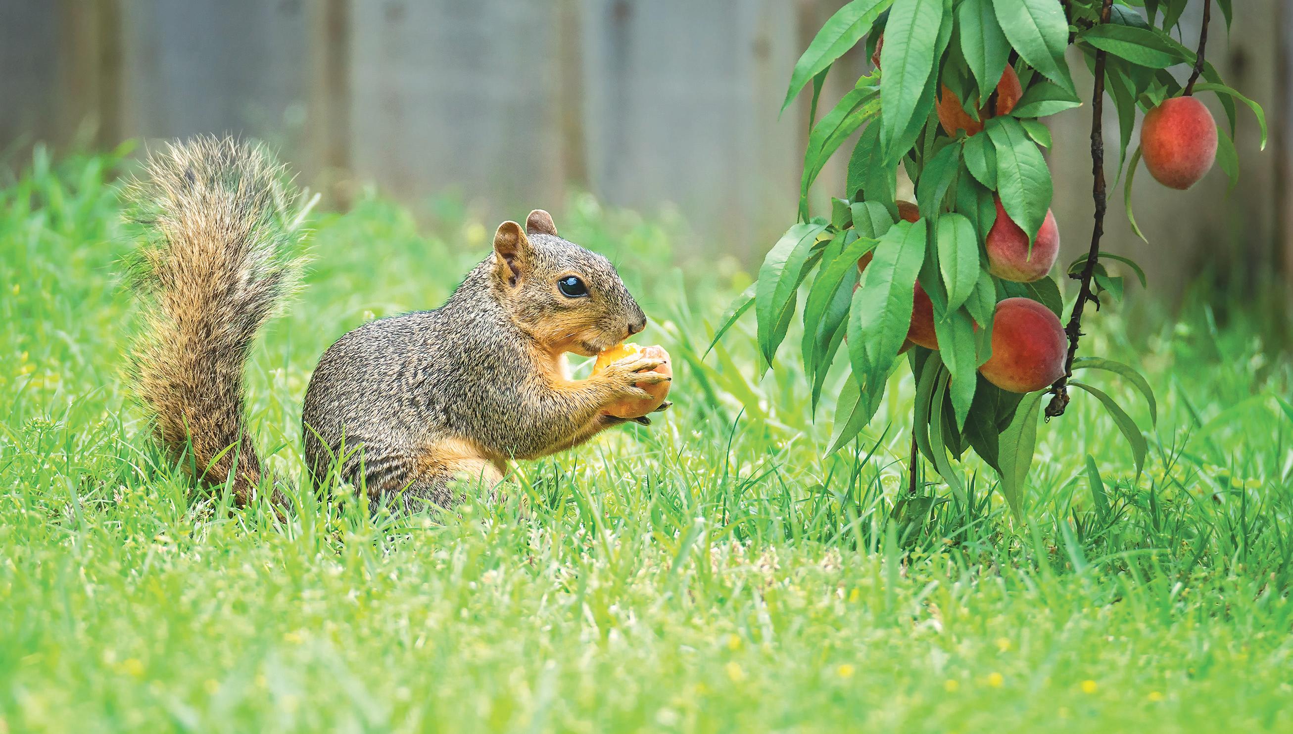 Cover for Garden Jabber