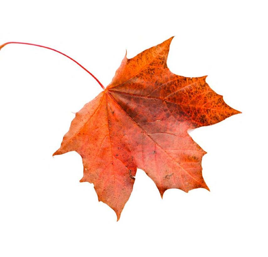 Cover for Designing All Seasons