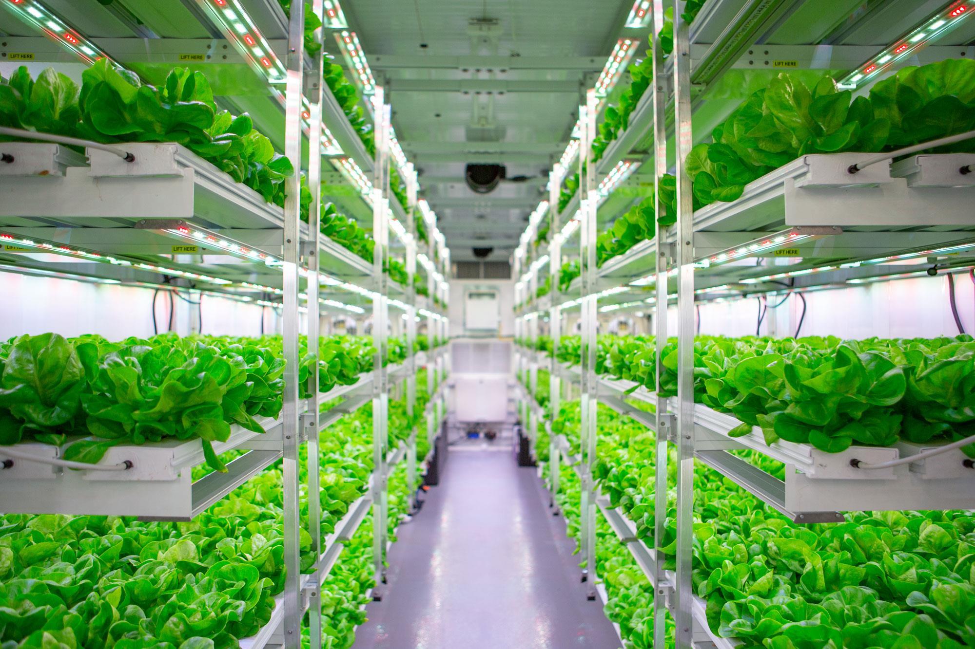 Hydroponics Market Trends, Segmentation, Demand, Industry Growth And