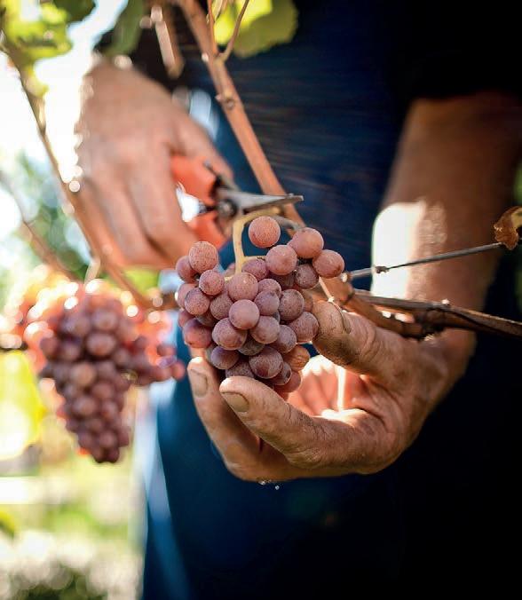 Formen der Zusammenarbeit in der Landwirtschaft by