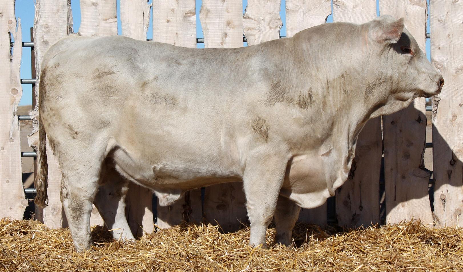 Rifle Creek Cattle Company 2022 Bull Sale by ktklivestockservices Issuu