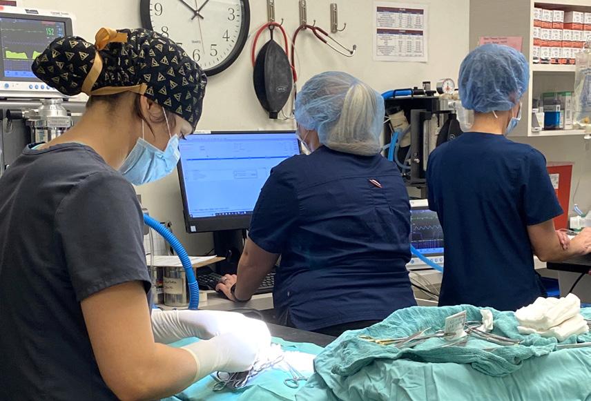 Stayton Veterinary Hospital Newsletter / Winter 2022 by