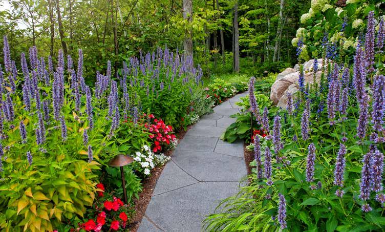 Cover for Keep Your Garden Beautiful with Deer Resistant Plants