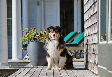 Cover for Protect Your Pet