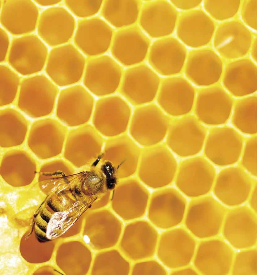 Secrets of bee honeycombs revealed - News - Cardiff University