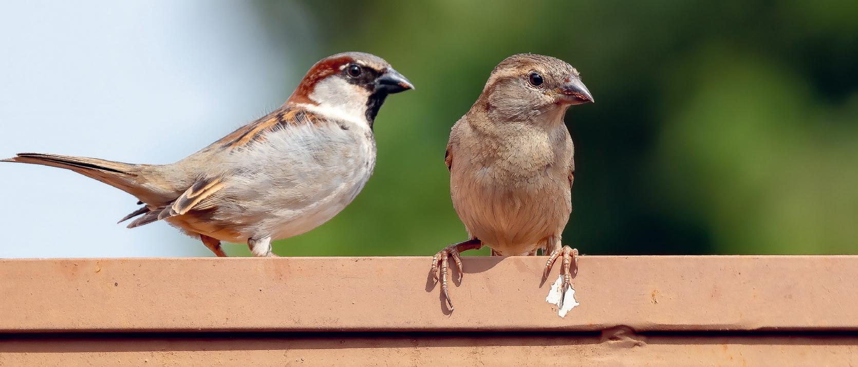 Femelle (à gauche) et mâle (à droite) en plumage nuptial. On note