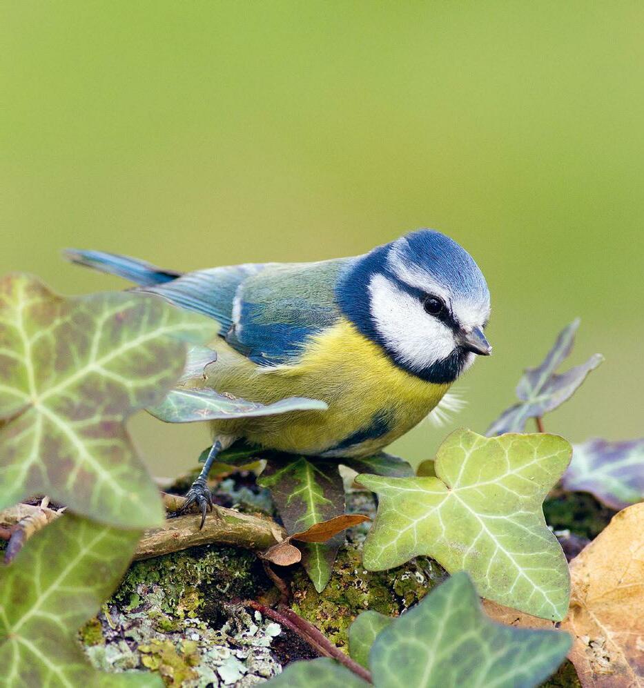 DIY Oiseaux de nos Jardins : 9 Plantes pour bien les nourrir - Blog