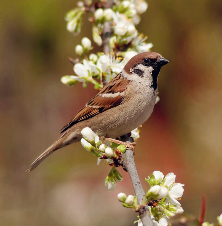 DIY Oiseaux de nos Jardins : 9 Plantes pour bien les nourrir - Blog