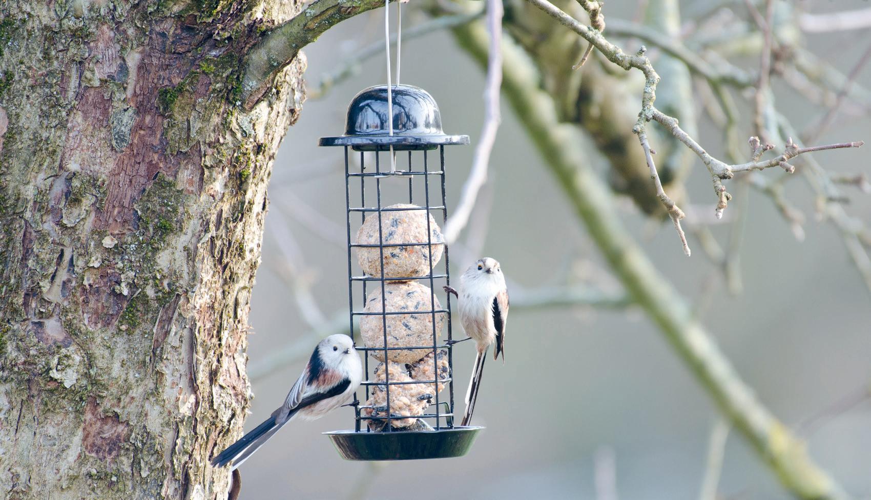 Attirer les oiseaux au jardin avec des arbres