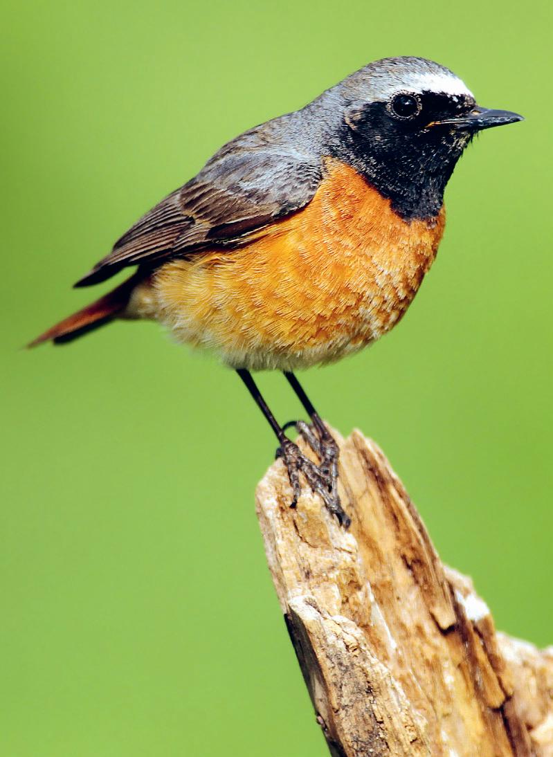 Bien nourrir les oiseaux du jardin - BRICO.M