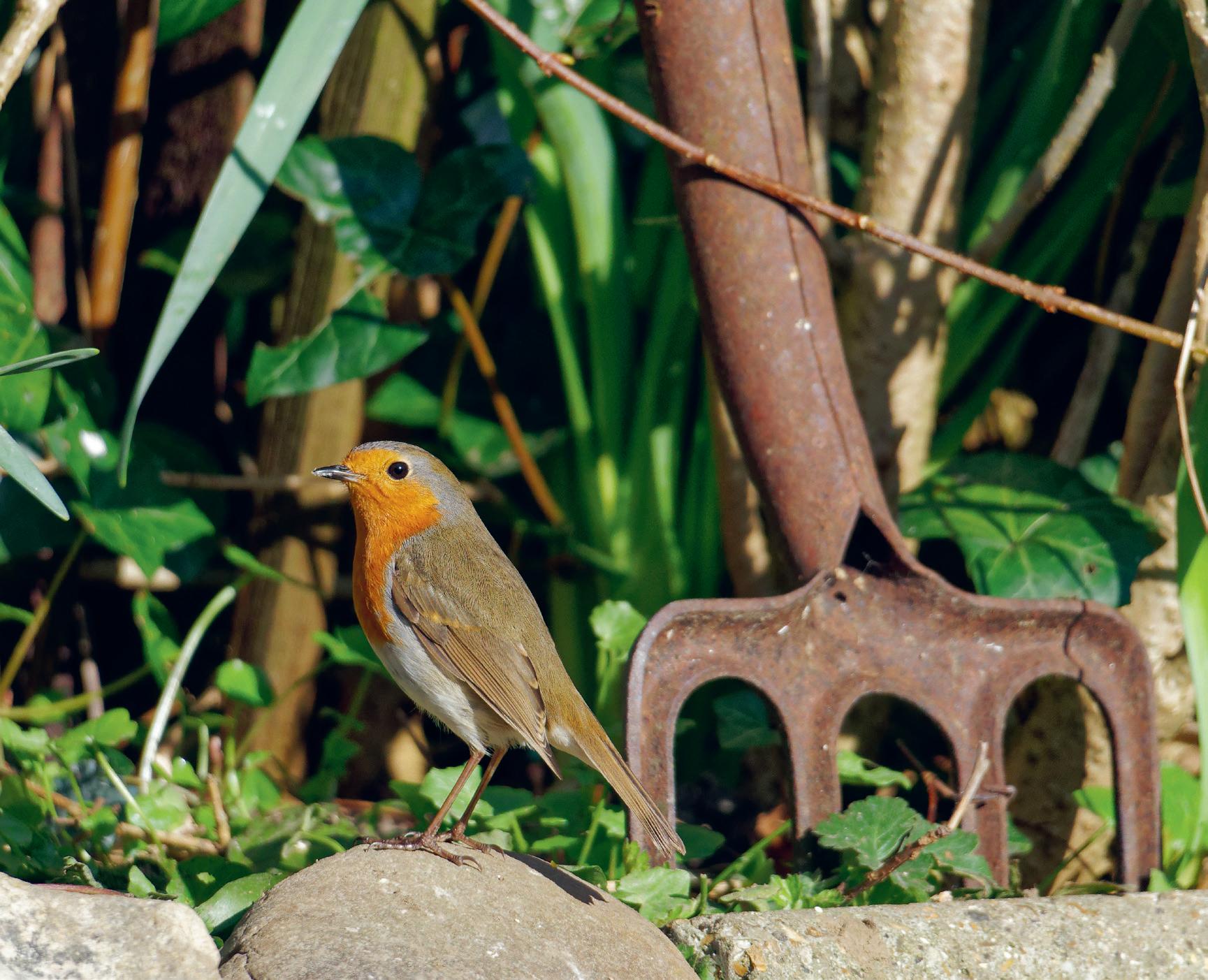 Nichoir en pin douglas pour rouge-gorge et autres oiseaux semi-cavernicoles