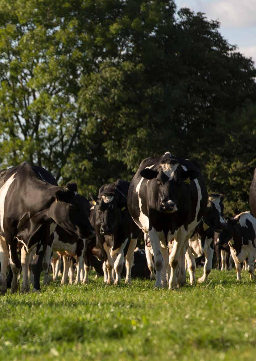 2023 Tirlán Dairy Hygiene Products by Tirlán FarmLife Issuu