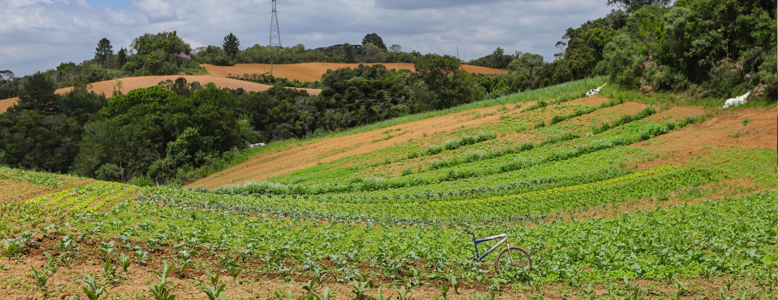 Estradas no Paraná: veja como está a situação da BR-277, da BR-376 e da  Estrada da Graciosa nesta quinta-feira (27), Paraná