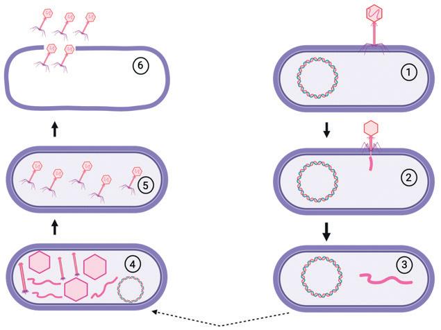 Cover for Laura Arranz, Anna Cardona, Aida Yuste, Eulàlia Nogué, Esteban L. Arosemena, M. dels Àngels Calvo-Torras