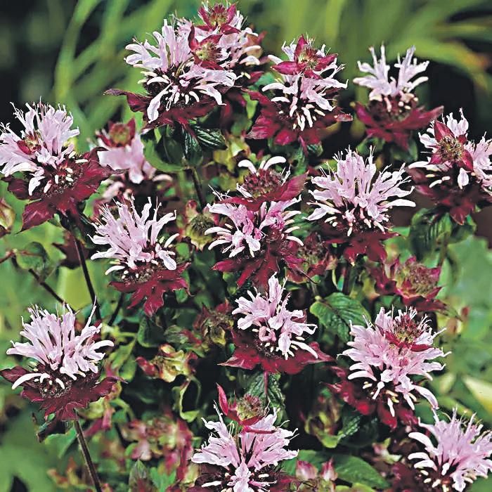 Cover for Straatnamen van Zuidhoven