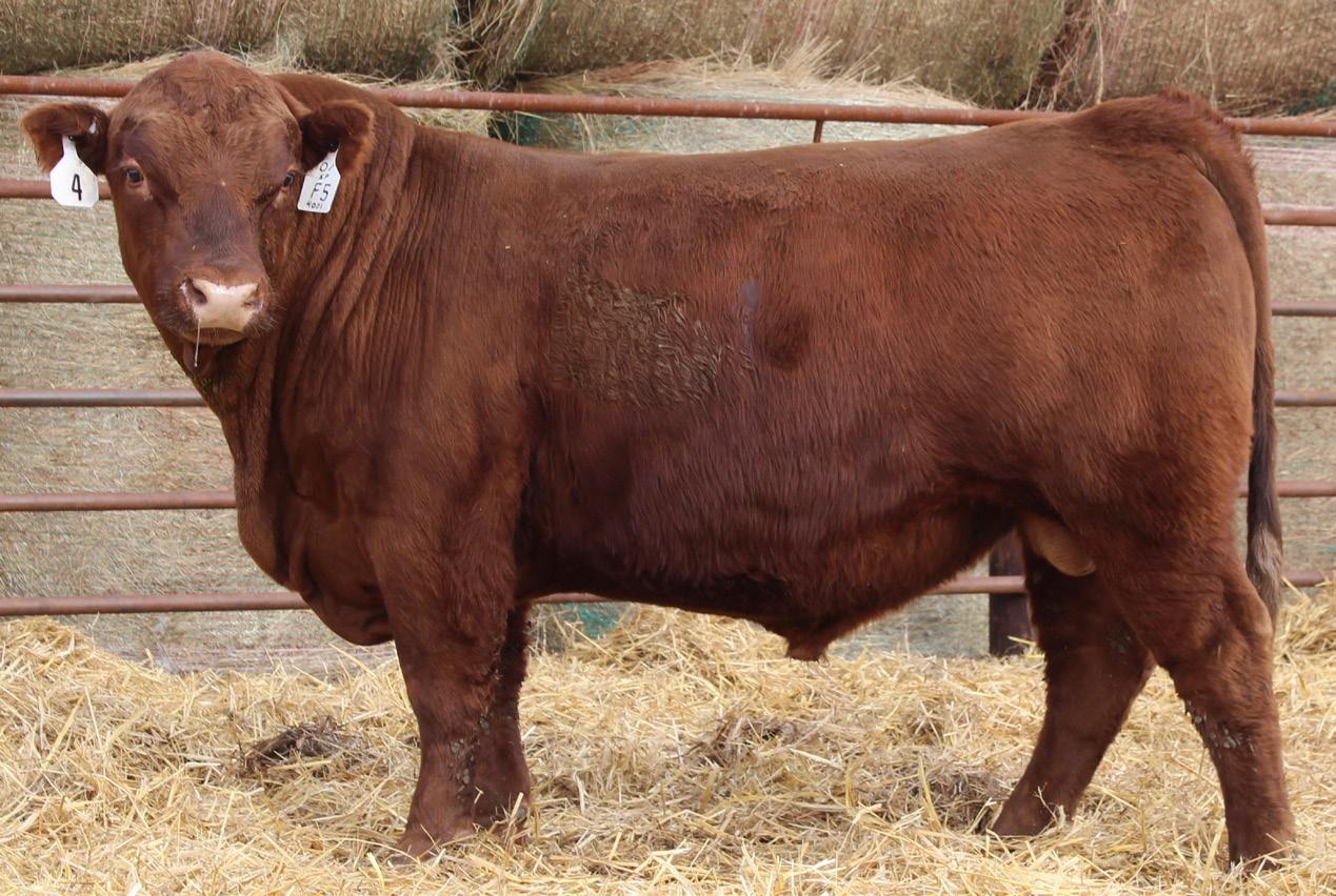 Orton Ranch Red Angus 2023 Sale Catalog by ktklivestockservices Issuu