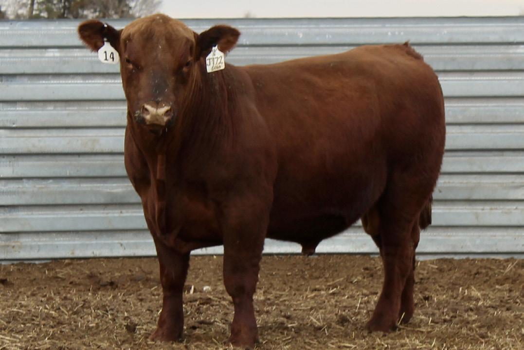 Orton Ranch Red Angus 2023 Sale Catalog by ktklivestockservices Issuu