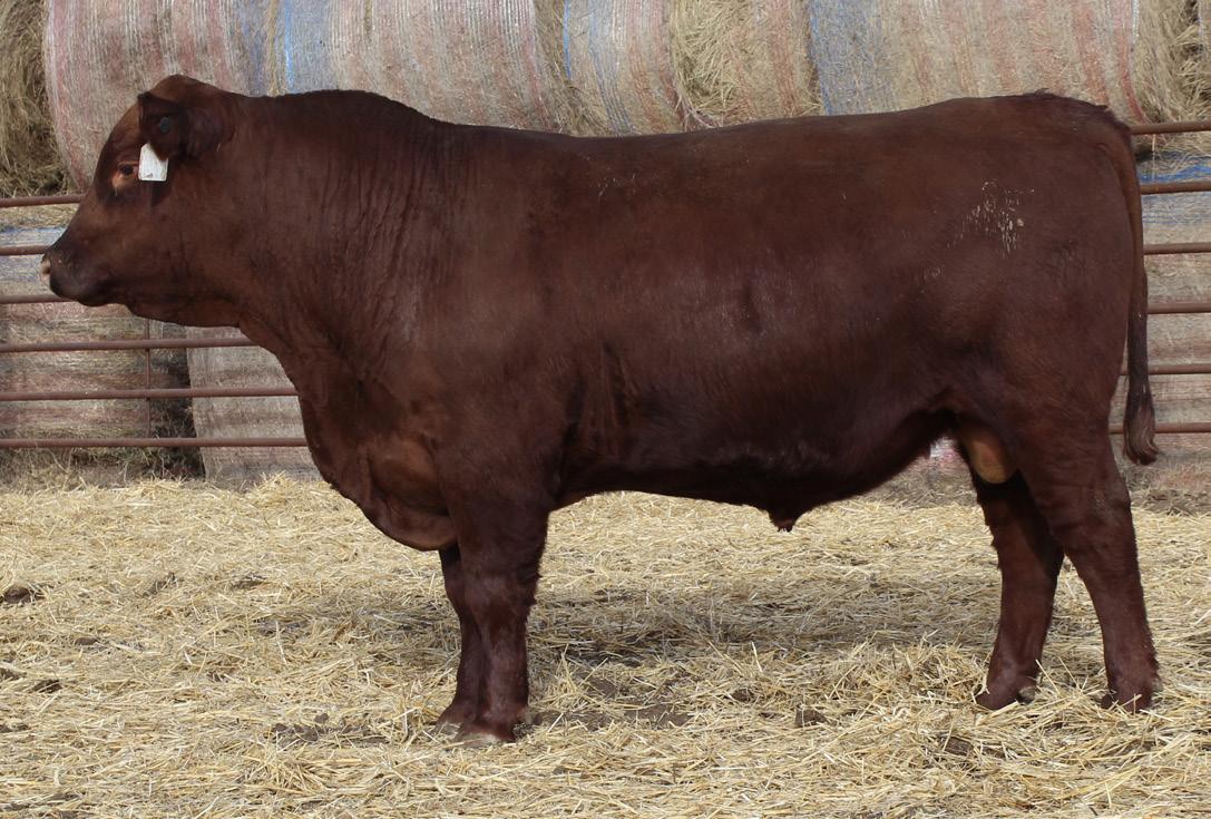 Orton Ranch Red Angus 2023 Sale Catalog by ktklivestockservices Issuu