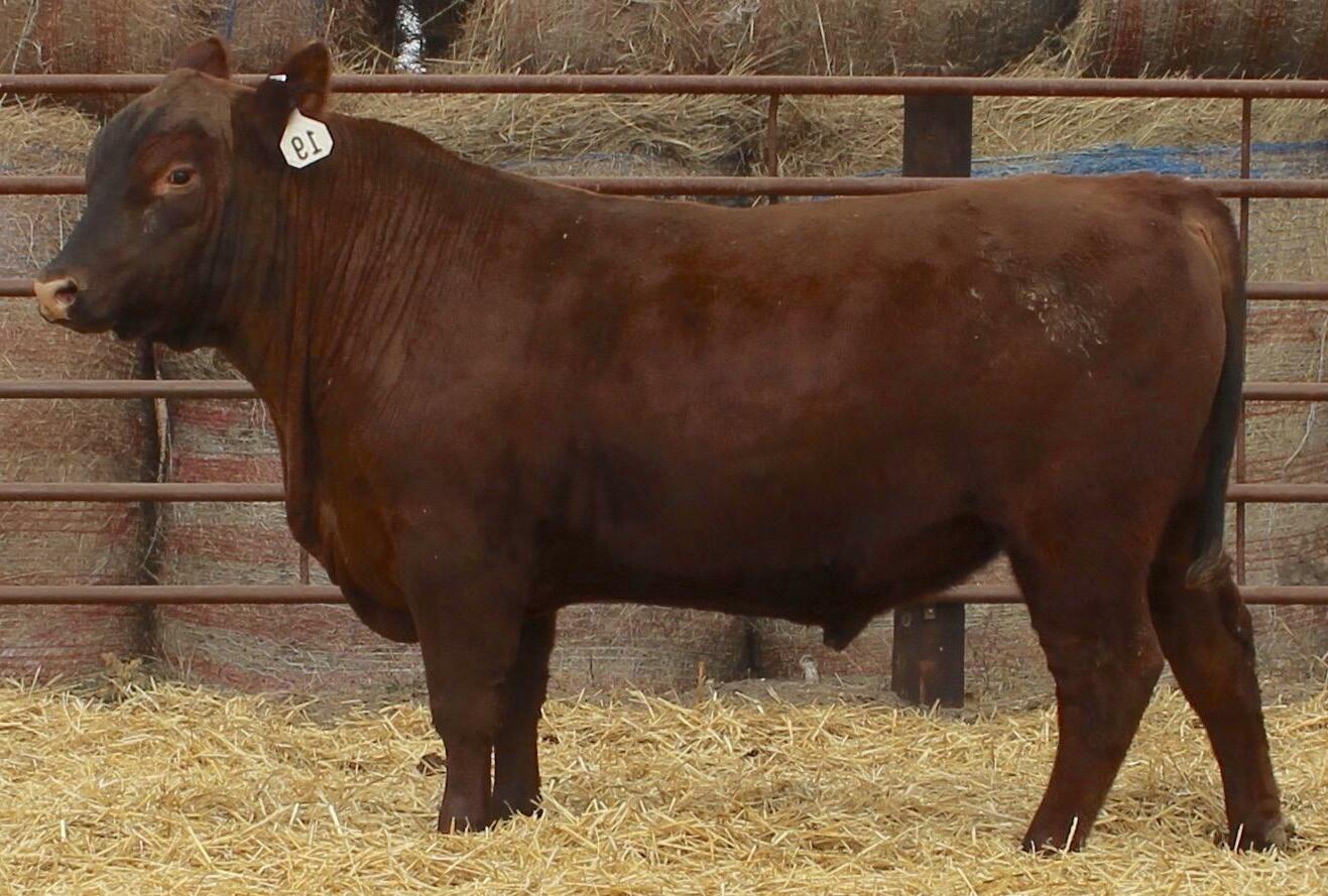 Orton Ranch Red Angus 2023 Sale Catalog by ktklivestockservices Issuu