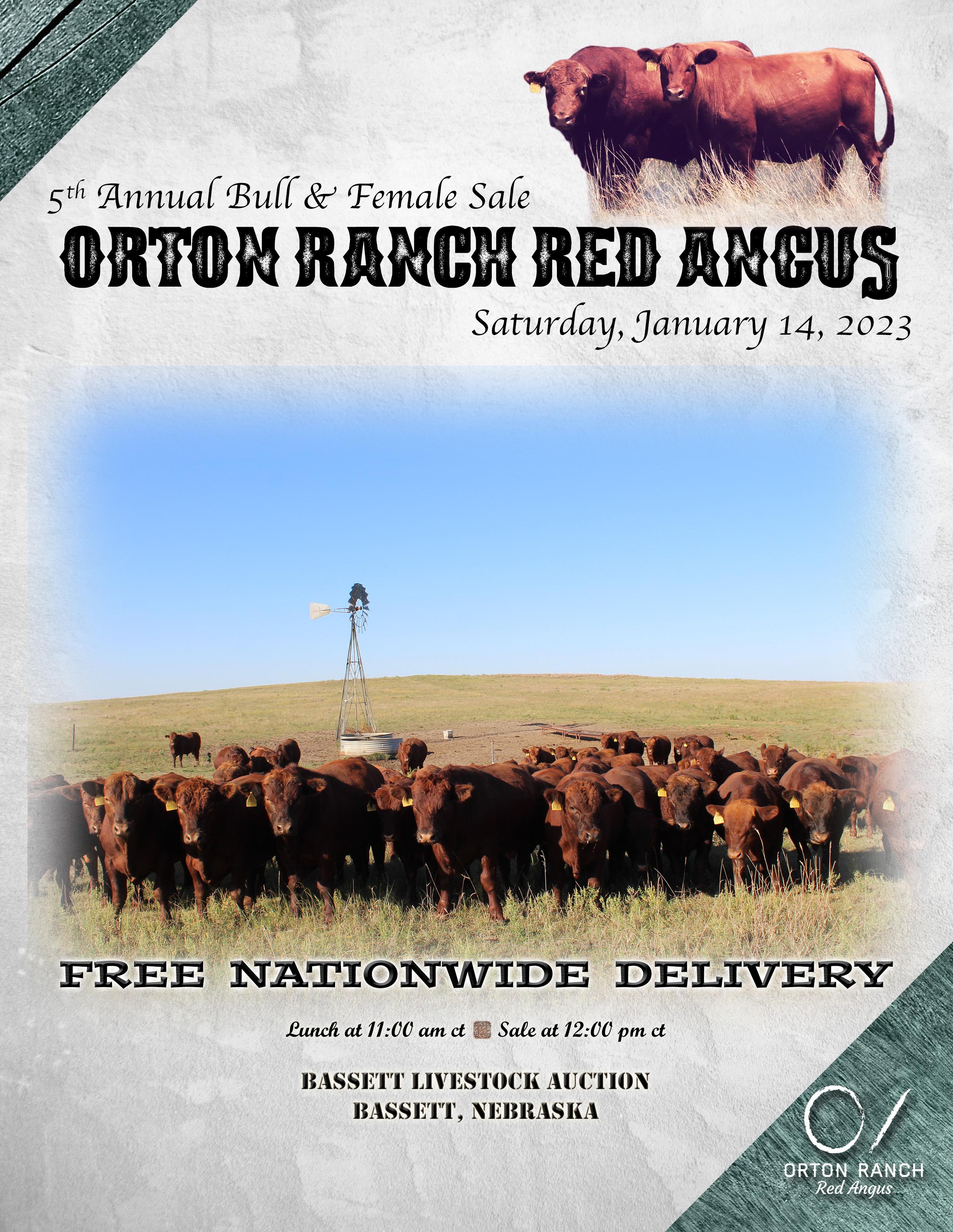 Orton Ranch Red Angus 2023 Sale Catalog by ktklivestockservices Issuu