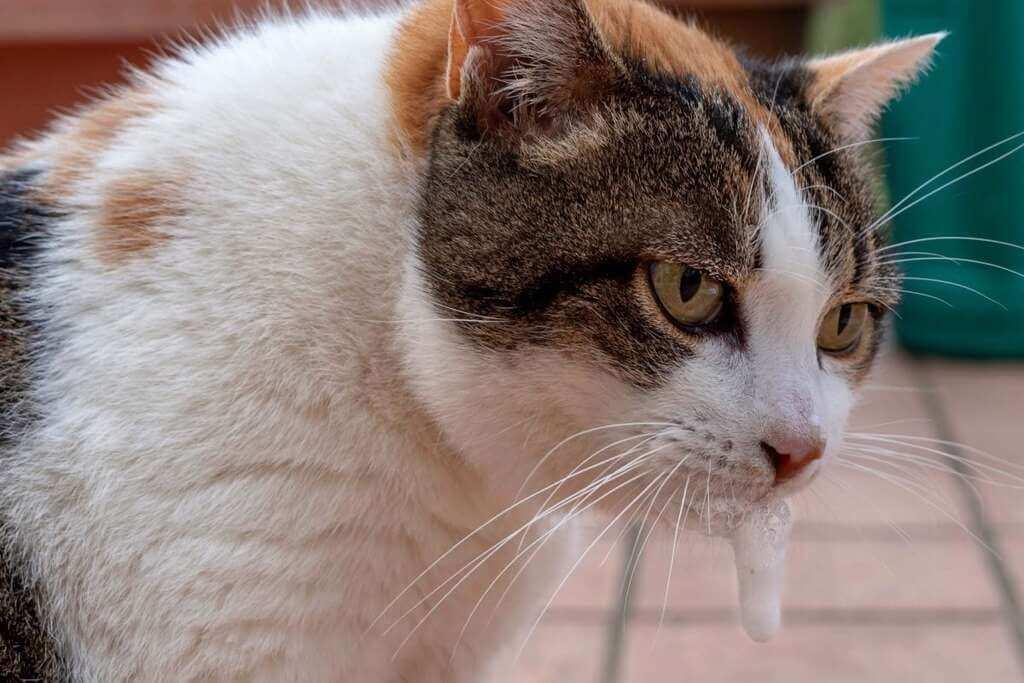 Cat Vomit Color Chart What Does Each Color Mean by Petsnurturing Issuu