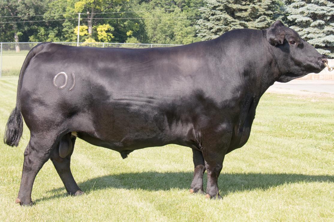 This Udderly Brilliant Bra Protects Cows From Getting Inflamed Teats