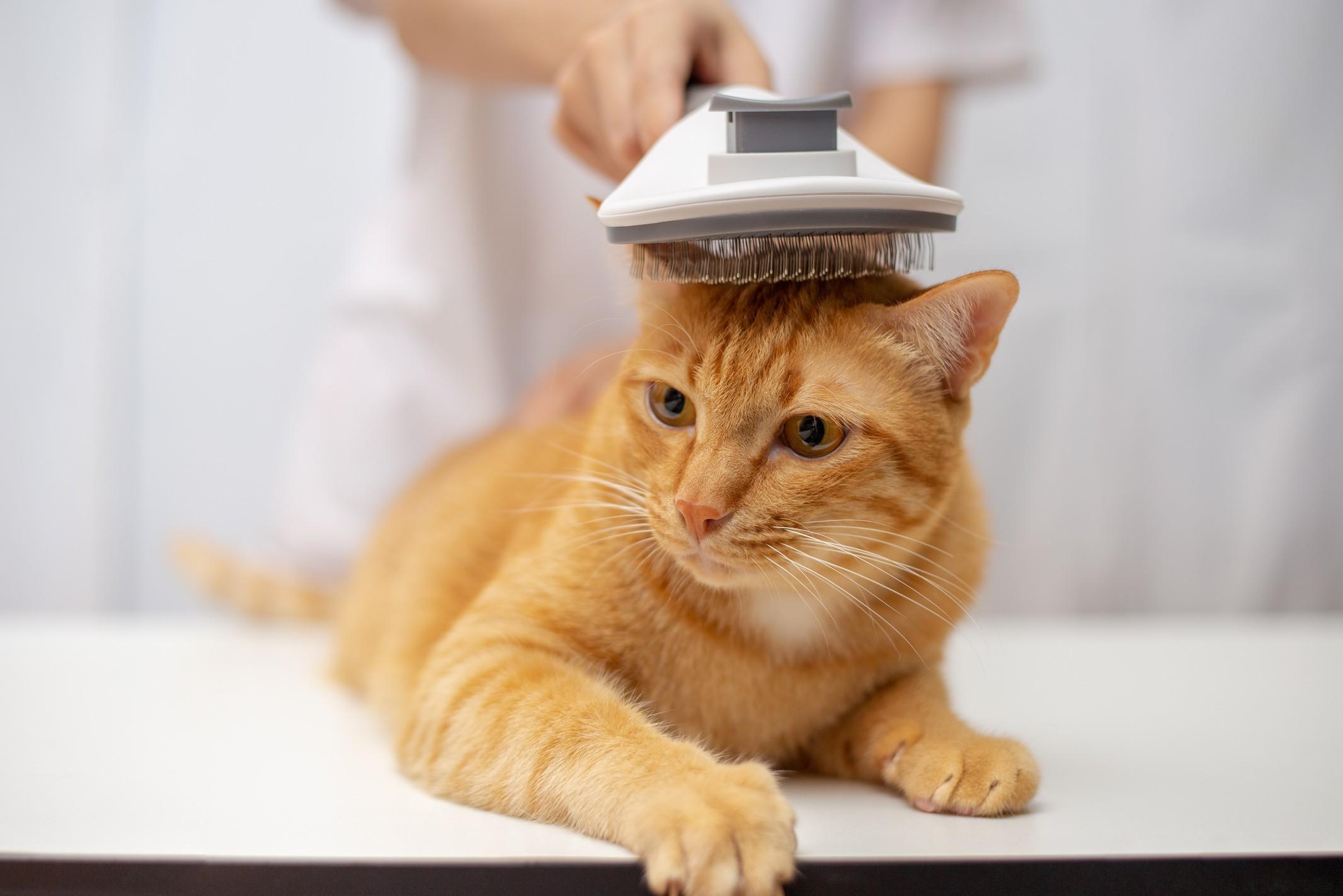 Buy Best Cat &Pet Accessories Online Smart Cat Shop by