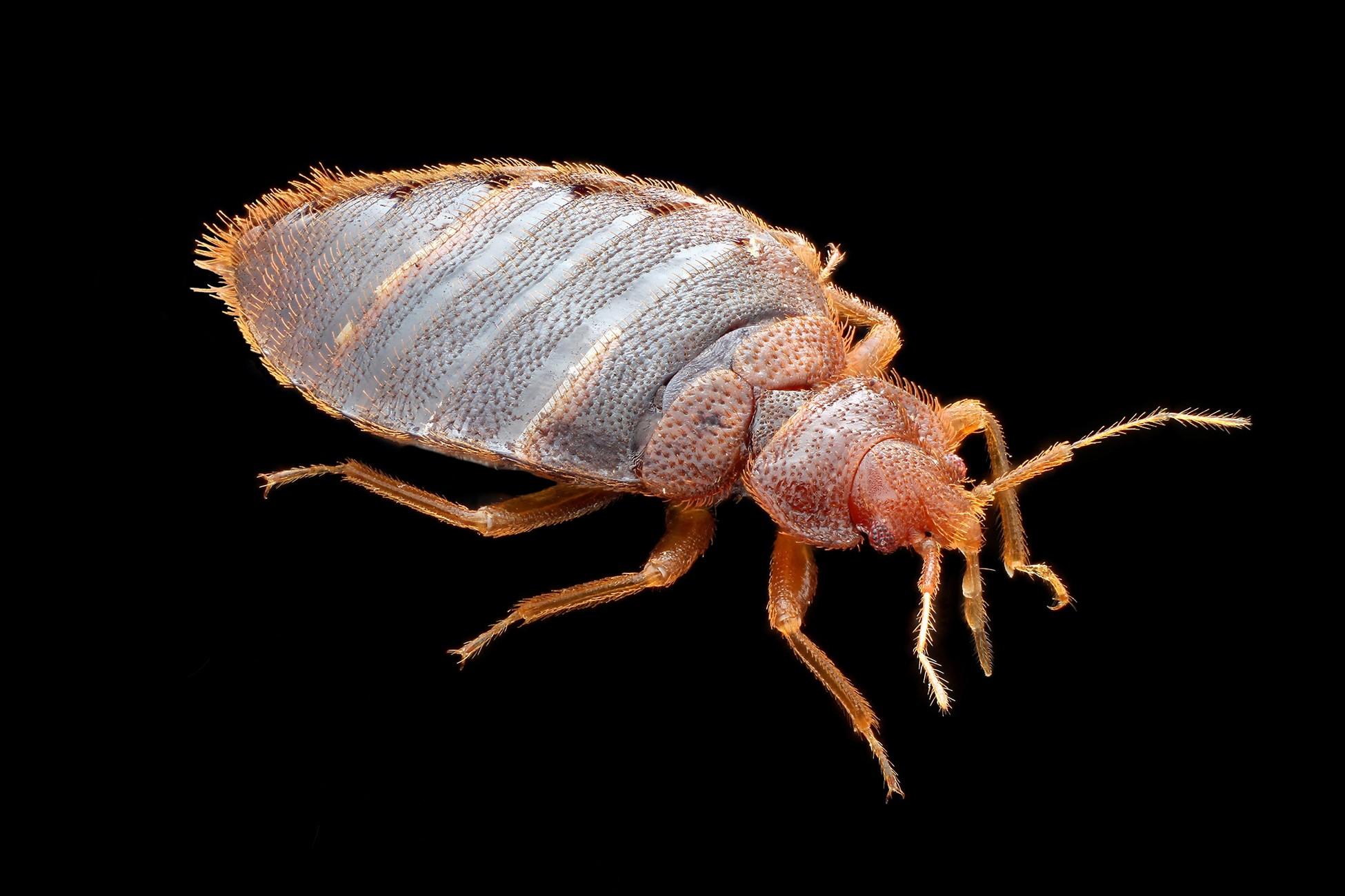 +971 566952225 Bed Bug Pest Control Services in Dubai by Al Waha