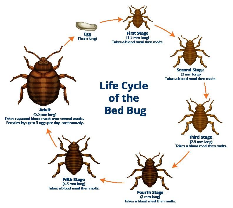 +971 566952225 Bed Bug Pest Control Services in Dubai by Al Waha