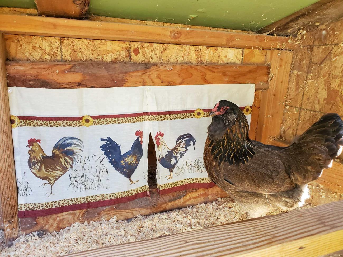 How Many Nesting Boxes Per Chicken? by fajitatacoplace Issuu