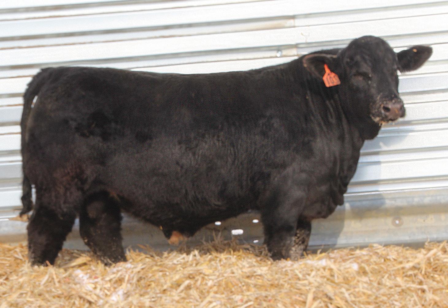 Double J Farms 2023 Production Sale by KBGD Issuu