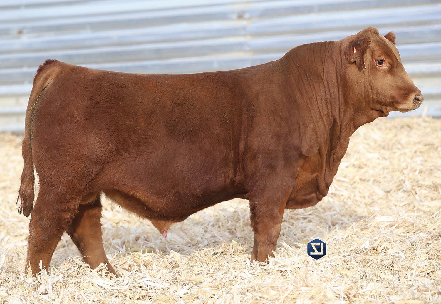 Double J Farms 2023 Production Sale by KBGD Issuu