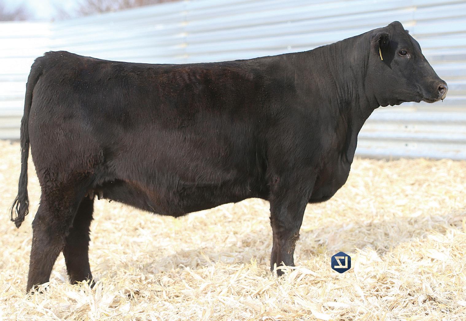 Double J Farms 2023 Production Sale by KBGD Issuu