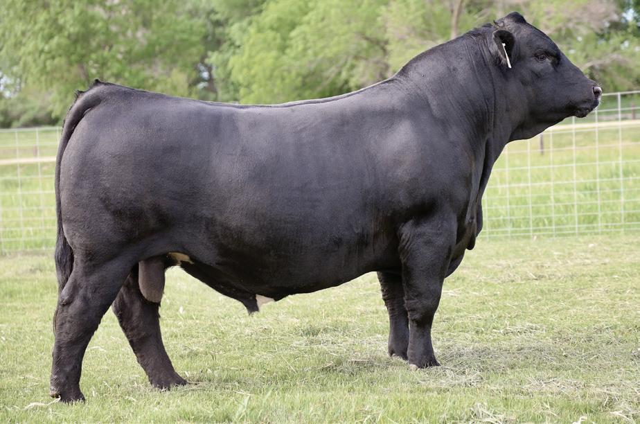 Double J Farms 2023 Production Sale by KBGD Issuu