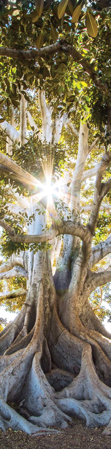 EXAMINING OUR New Year’s Resolutions Through the Lens of Stewardship