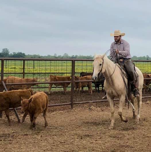 RedLand Cattle 2023 Sale Catalog by Mayzie Cremer Issuu