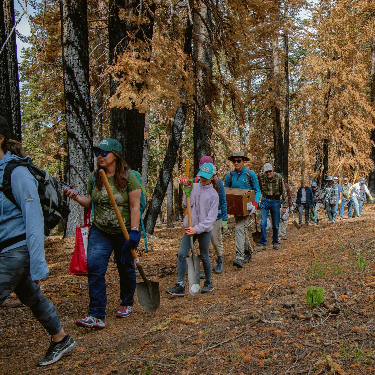 California 2022 Tahoe Fires Restoration by One Tree Planted Issuu