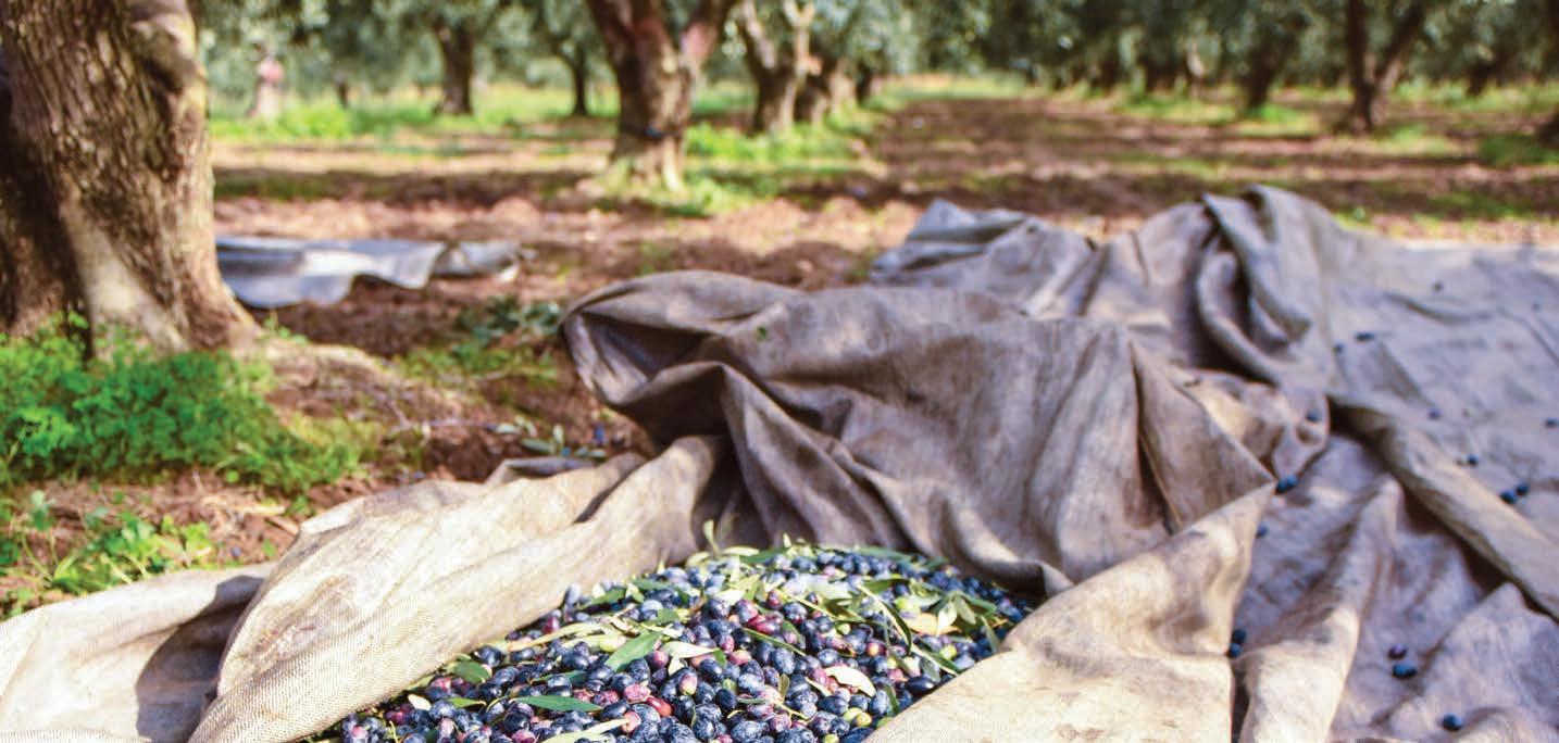 FOODMatch Product Catalog by FOODMatch Issuu