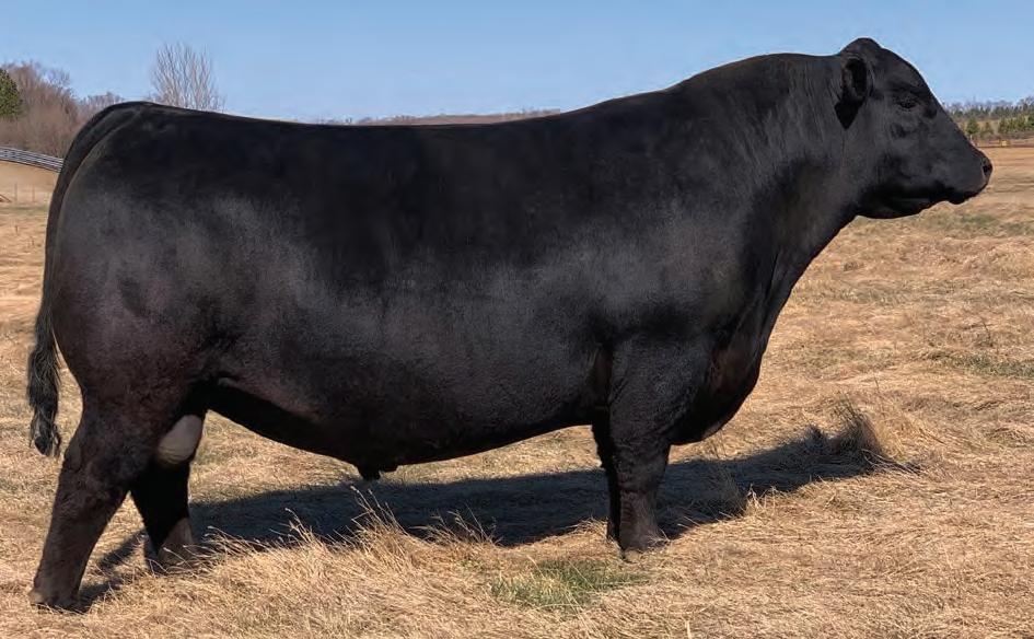 Stauffer Ranches Angus Bull Sale Fort Macleod, AB by DLMSCattlevids