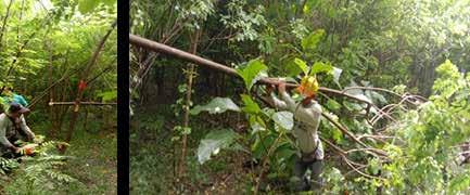 Cover for • Biaya Penebangan dan Pengangkutan Biomassa Hutan Tanaman Energi