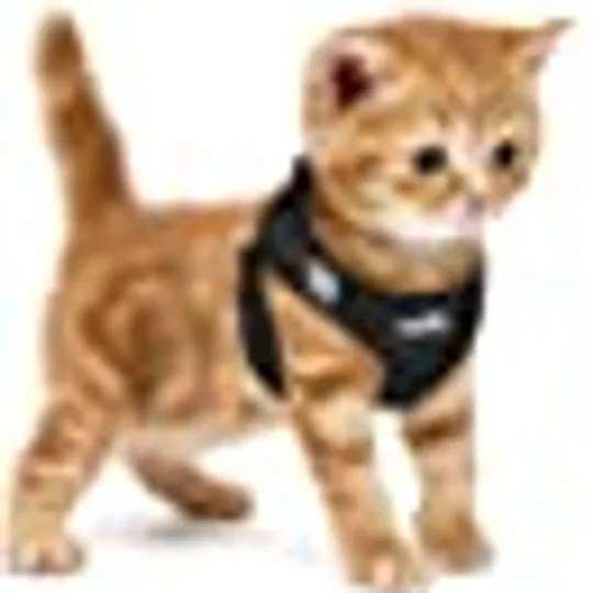 amazon cat toys best sellers by Amazon Products Issuu