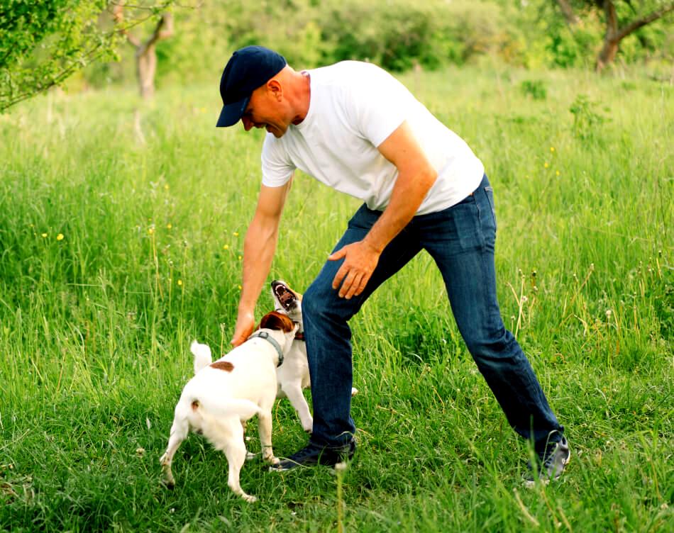 Find out the best Dog Training in Huntingdon Valley for your pets Advanced K9 Training by