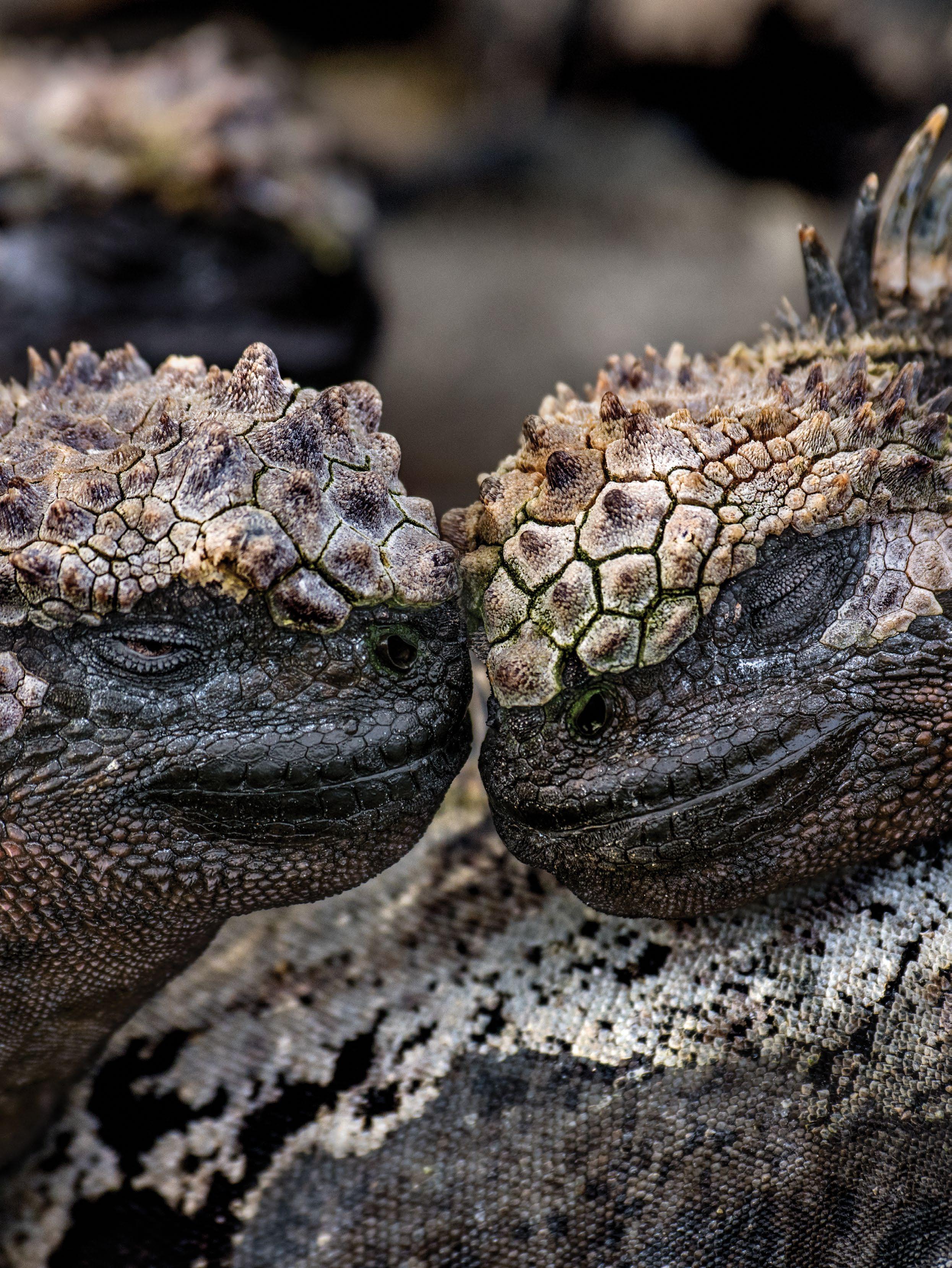 Galapagos Broschüre by Silversea Cruises - Issuu