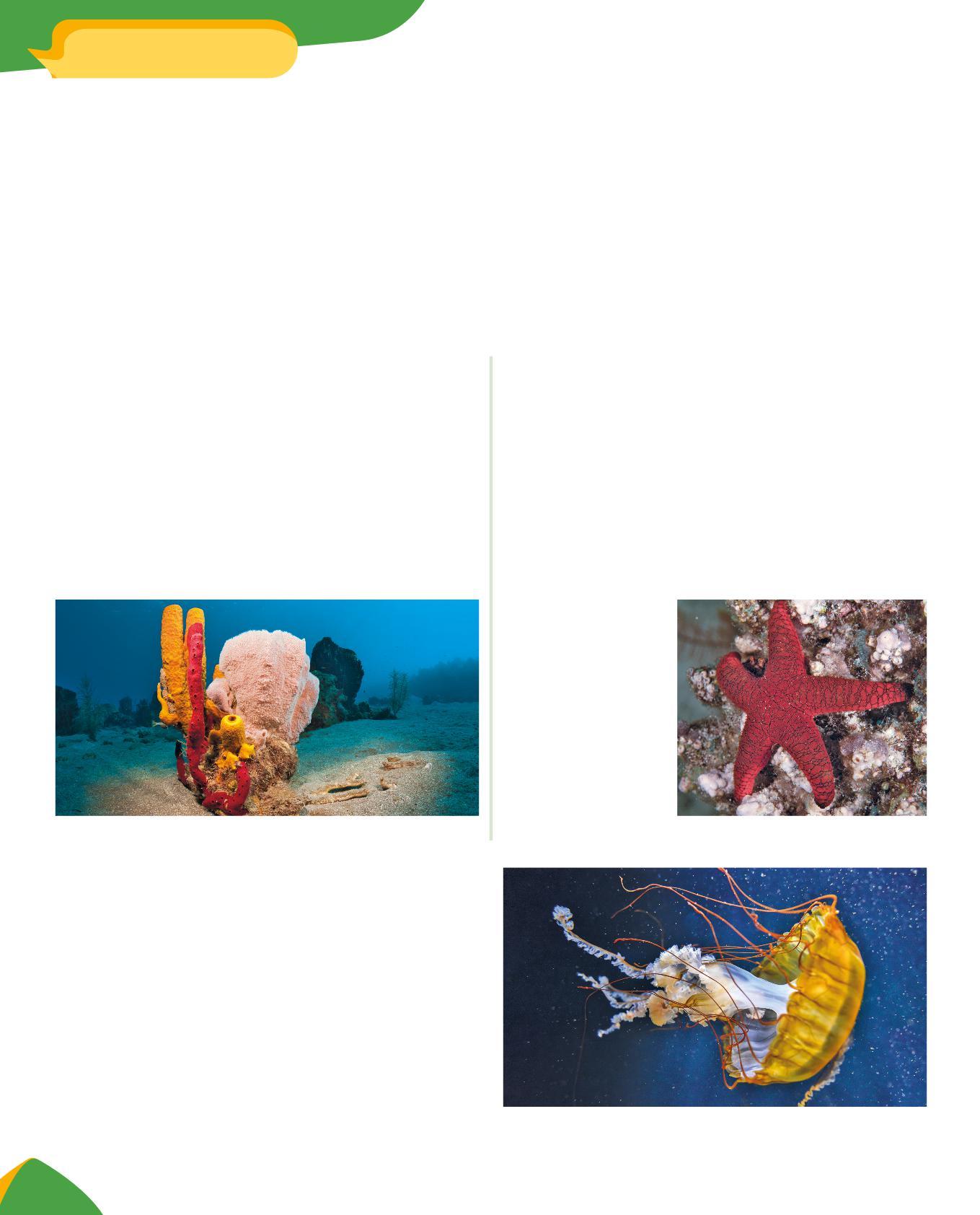 Cover for Gli animali invertebrati