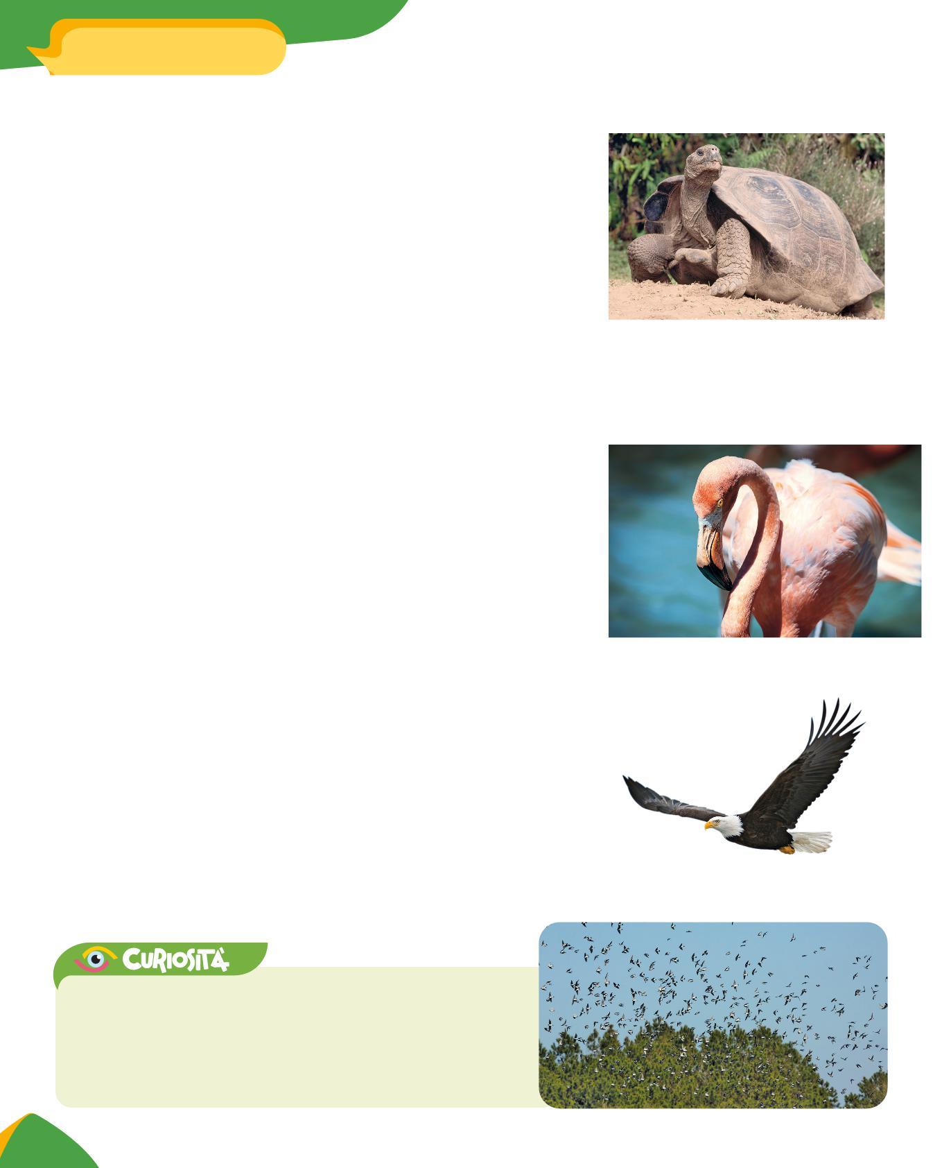 Cover for Gli animali vertebrati