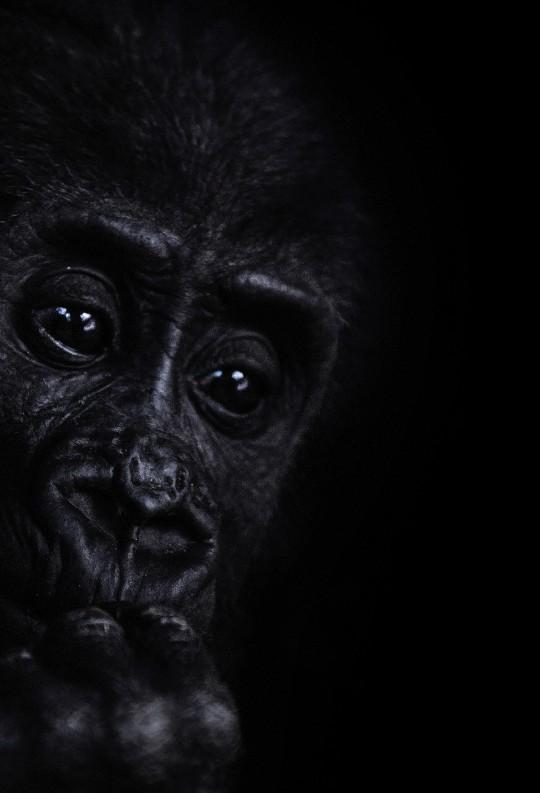 Banner Printing Dublin Gorillagraphics.ie by gori grap Issuu