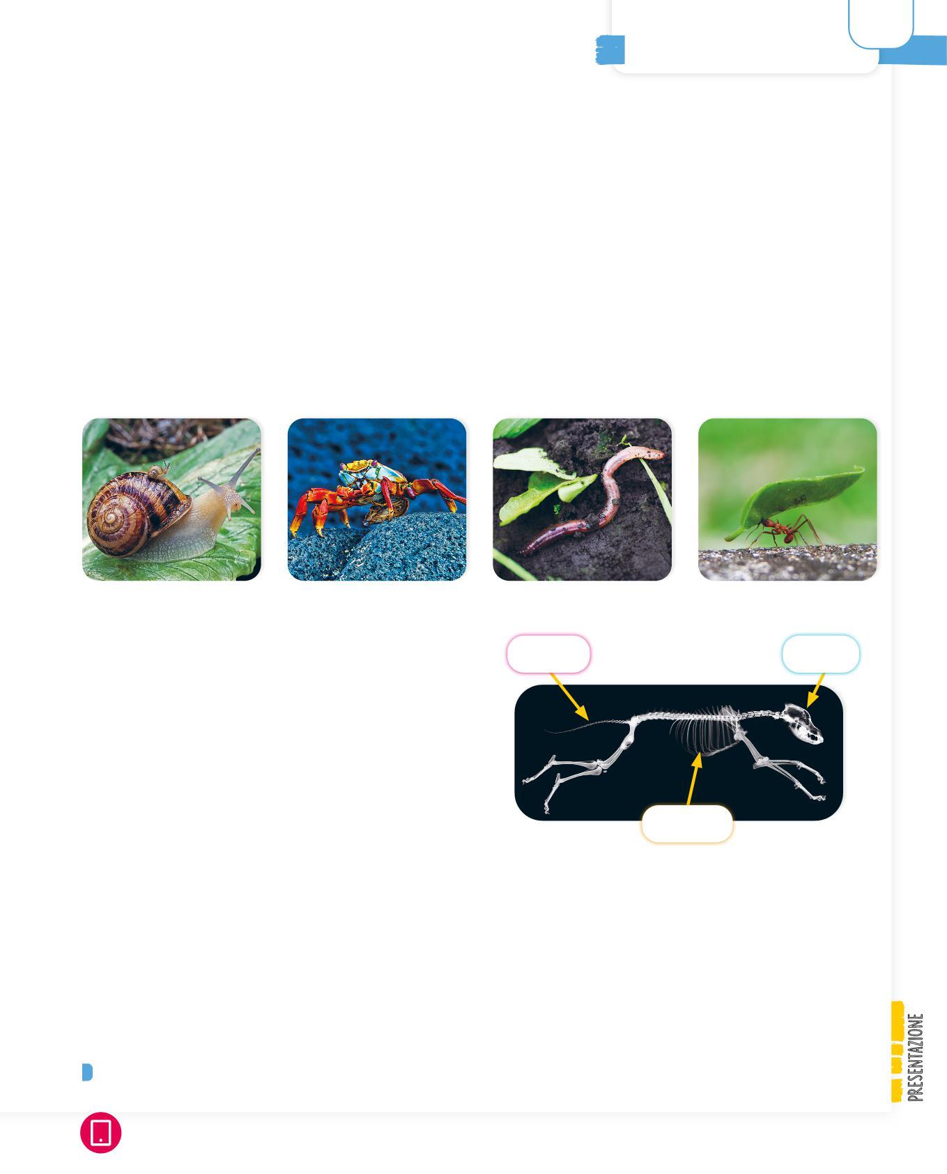 Cover for Invertebrati e vertebrati