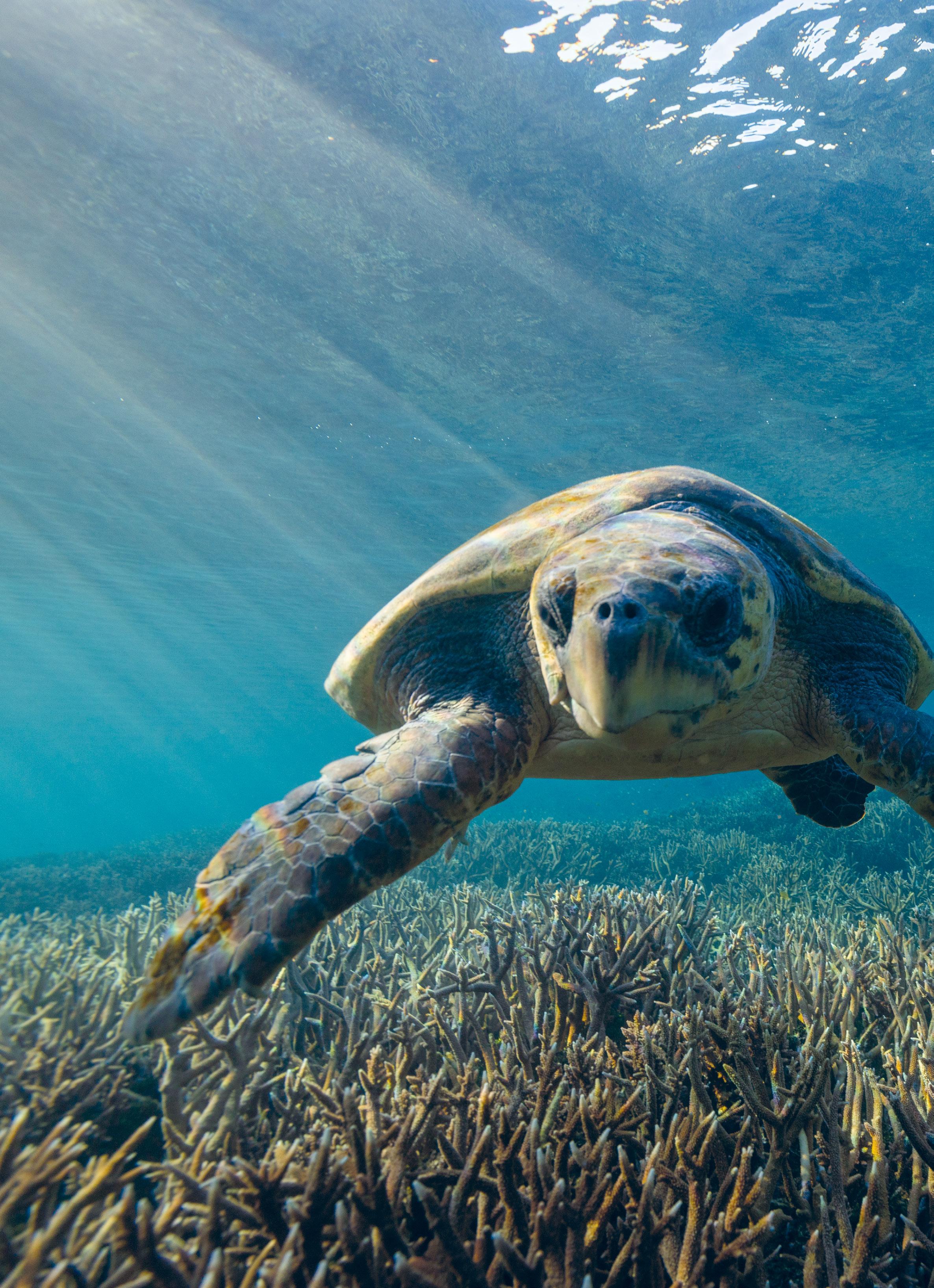 Gladstone Region Visitor Guide 2023 by Gladstone Region Issuu